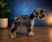 Hugo  tri color, a male Miniature Schnauzer for sale in Orlando, FL – 3 of 6