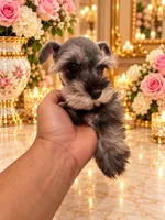 Chanel chocolate salt pepper, a female Miniature Schnauzer for sale in Orlando, FL – 2 of 5