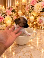 Mark , a male Chihuahua for sale in Orlando, FL – 1 of 6