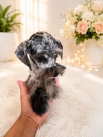 loui, a male Miniature Schnauzer for sale in Orlando, FL – 5 of 6
