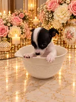 Charlie, a male Chihuahua for sale in Orlando, FL – 4 of 5