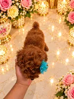 Loui, a male Poodle - Toy  for sale in Orlando, FL – 4 of 5