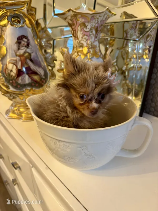 Diva chocolate merle  – Pomeranian puppy for sale in Orlando, FL