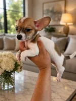 Pet, a male Chihuahua for sale in Orlando, FL – 5 of 5