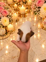 Mark , a male Chihuahua for sale in Orlando, FL – 5 of 6