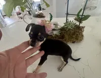 Tiny Lulu, a female Chihuahua for sale in Orlando, FL – 2 of 6