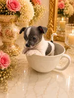 Loui, a male Chihuahua for sale in Orlando, FL – 4 of 4