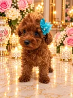 Loui, a male Poodle - Toy  for sale in Orlando, FL – 3 of 5