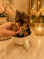 Lucca, a male Yorkshire Terrier for sale in Orlando, FL – 4 of 6