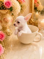 Nico, a male Chihuahua for sale in Orlando, FL – 5 of 5