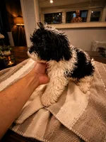 Milan, a male Shihpoo for sale in Orlando, FL – 5 of 5