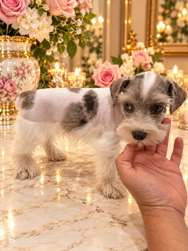Hugo tricolor merle BLUE eyes – Miniature Schnauzer puppy for sale in Orlando, FL