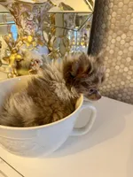 Diva chocolate merle , a female Pomeranian for sale in Orlando, FL – 5 of 6