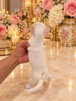 Nala, a female Chihuahua for sale in Orlando, FL – 4 of 5