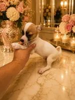 Hugo, a male Chihuahua for sale in Orlando, FL – 4 of 5