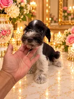 Liza Chocolate green eyes, a female Miniature Schnauzer for sale in Orlando, FL – 3 of 4