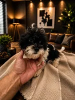 Milan, a male Shihpoo for sale in Orlando, FL – 4 of 5