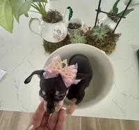 Tiny Lulu, a female Chihuahua for sale in Orlando, FL – 6 of 6
