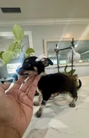 Tiny Ebony, a female Chihuahua for sale in Orlando, FL – 3 of 5