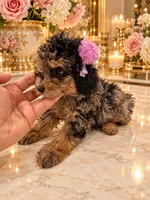 Chloe Red Phantom Merle, a female Poodle - Toy  for sale in Orlando, FL – 2 of 6