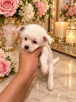 Tiny Star, a female Chinese Crested for sale in Orlando, FL – 2 of 4