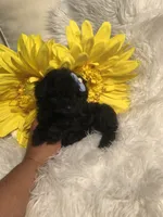 Tiny Ebony, a female Poodle - Toy  for sale in Orlando, FL – 5 of 7