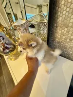 Nalah, a female Pomeranian for sale in Orlando, FL – 2 of 7