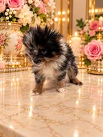 Tiny Alex, a male Pomeranian for sale in Orlando, FL – 3 of 6