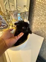 Bruno, a male Pomeranian for sale in Orlando, FL – 6 of 6
