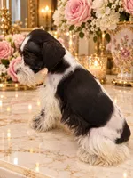 Godiva chocolate n white GREEN EYES, a female Miniature Schnauzer for sale in Orlando, FL – 3 of 5