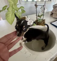 Tiny Ebony, a female Chihuahua for sale in Orlando, FL – 4 of 5