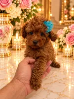Loui, a male Poodle - Toy  for sale in Orlando, FL – 3 of 5
