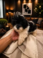 Milan, a male Shihpoo for sale in Orlando, FL – 3 of 5