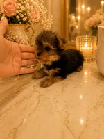 Lucca, a male Yorkshire Terrier for sale in Orlando, FL – 5 of 6