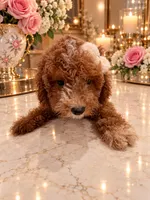 Loui, a male Poodle - Toy  for sale in Orlando, FL – 4 of 6