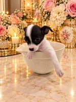 Charlie, a male Chihuahua for sale in Orlando, FL – 5 of 5