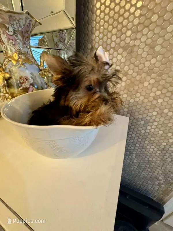Tiny Rose – Yorkshire Terrier puppy for sale in Orlando, FL