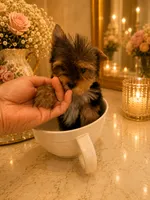 Lucca, a male Yorkshire Terrier for sale in Orlando, FL – 3 of 6