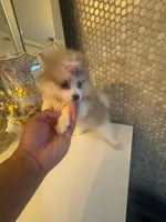 Nalah, a female Pomeranian for sale in Orlando, FL – 6 of 7