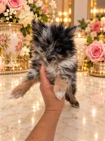 Tiny Alex, a male Pomeranian for sale in Orlando, FL – 5 of 6