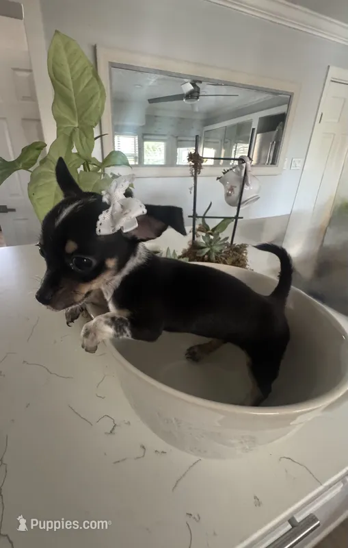 Tiny Ebony – Chihuahua puppy for sale in Orlando, FL