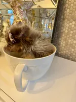 Diva chocolate merle , a female Pomeranian for sale in Orlando, FL – 4 of 6
