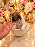 Mark , a male Chihuahua for sale in Orlando, FL – 3 of 6