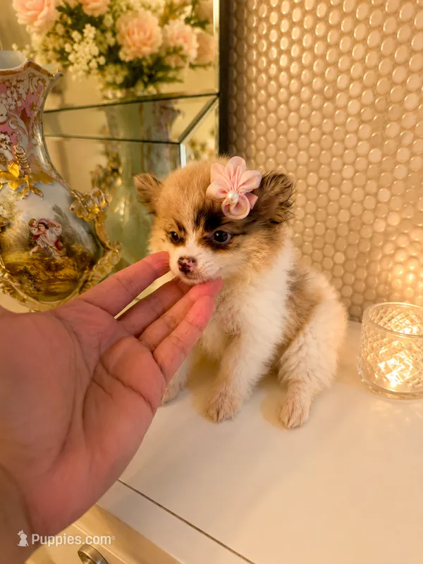 Layla – Pomeranian puppy for sale in Orlando, FL