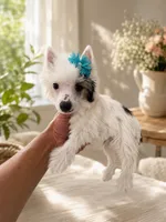 Hugo TOY SIZE, a male Chinese Crested for sale in Orlando, FL – 1 of 3