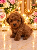 Sasha deep red, a female Poodle - Toy  for sale in Orlando, FL – 4 of 4