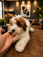 Kenzo white and red , a male Miniature Goldendoodle for sale in Orlando, FL – 5 of 5