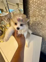 Nalah, a female Pomeranian for sale in Orlando, FL – 4 of 7