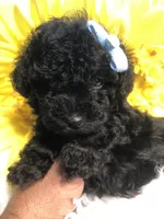 Loui tiny toy, a male Poodle - Toy  for sale in Orlando, FL – 4 of 9