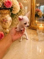 Nico, a male Chihuahua for sale in Orlando, FL – 3 of 5
